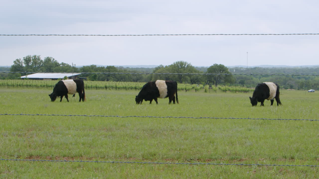 Three Belted Galloway Cows Grazing in a Field