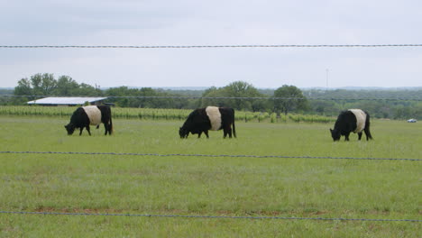 three belted galloway cows grazing in a field