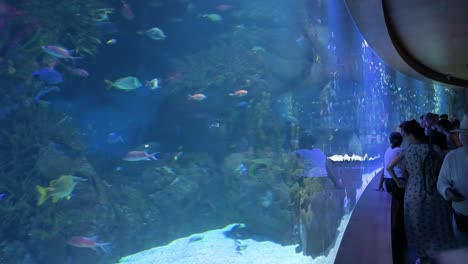 people visit the marine fish galleries at the oceanografic in the city of arts and sciences in valencia. it is europe’s largest oceanographic park, featuring over 500 species.