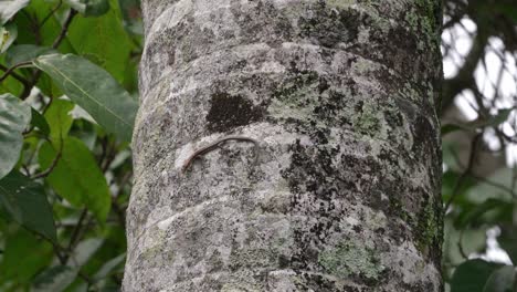 Un-Pequeño-Lagarto-Eslizón-En-El-Tronco-De-Una-Palmera