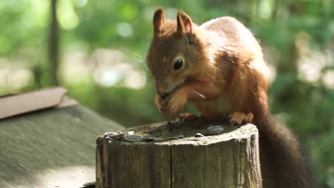 eichhörnchen isst sonnenblumenkerne in einem wald