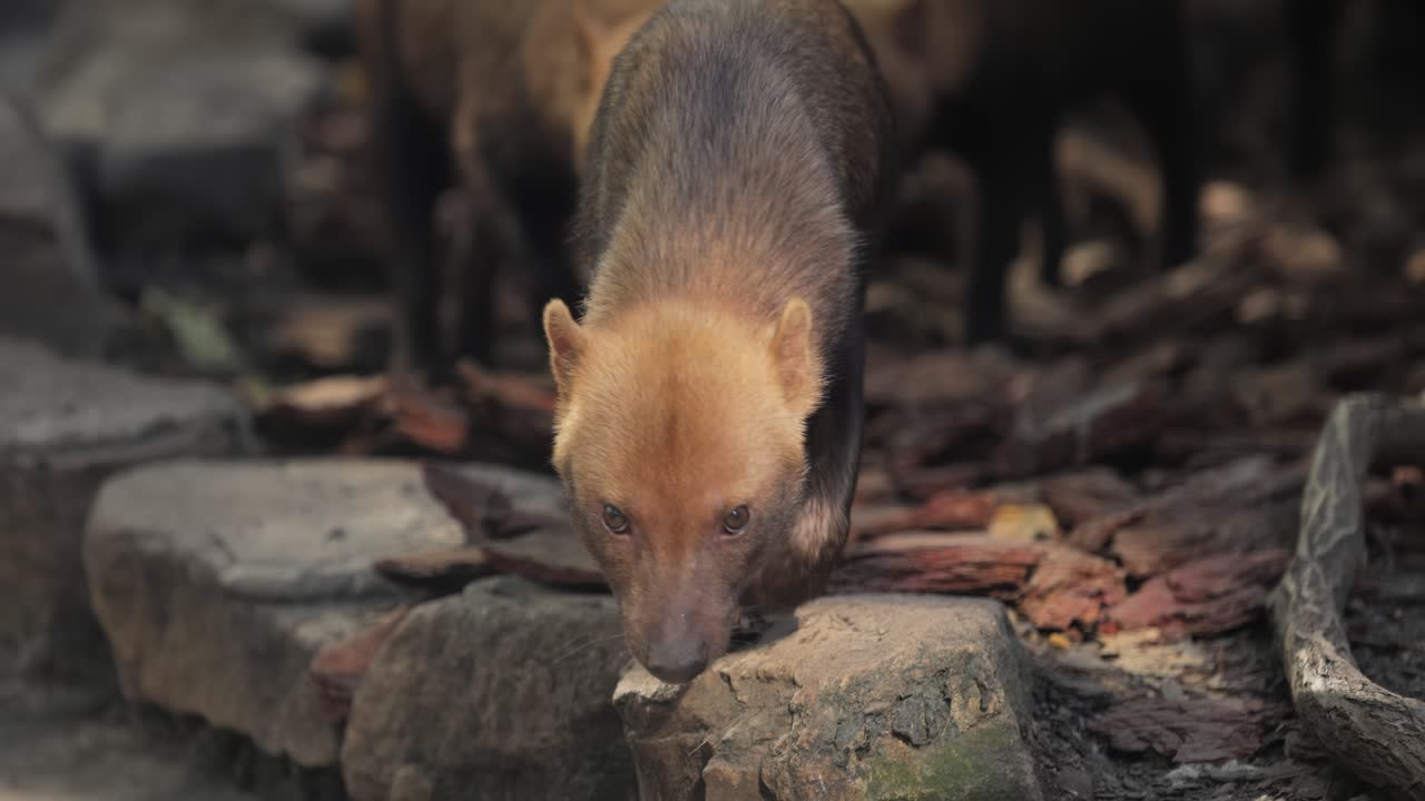 perro rojo en su hábitat