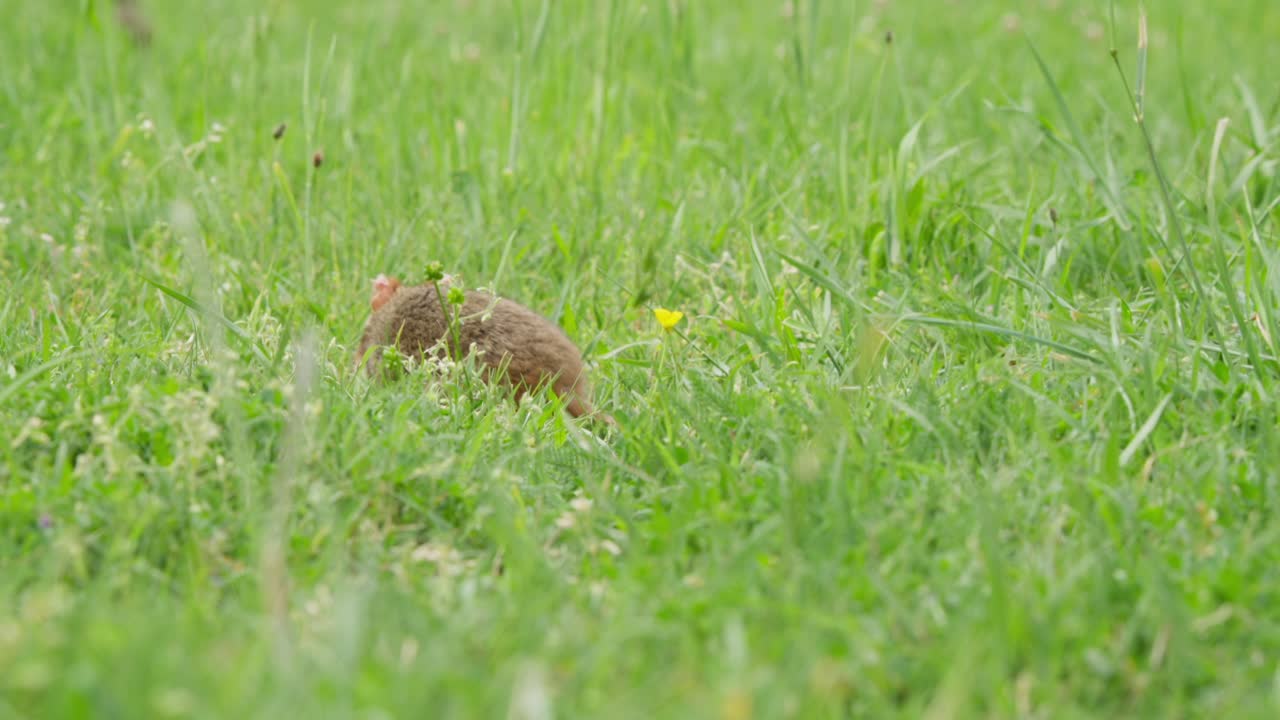 European hamster explores a lush grassy field, foraging for food. The clips capture its movements from various angles, showcasing its natural behavior in a vibrant environment