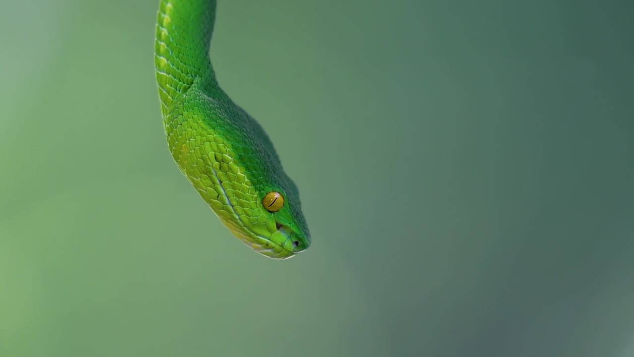 белощекая питвипер - ядовитая питвипер, эндемик юго-восточной азии, часто встречается ночью, поджидая на ветке или сучьях дерева вблизи водоема с большим количеством пищи.