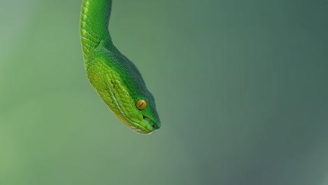 La-Víbora-De-Labios-Blancos-Es-Una-Víbora-Venenosa-Endémica-Del-Sudeste-Asiático-Y-A-Menudo-Se-Encuentra-Durante-La-Noche-Esperando-En-Una-Rama-O-Rama-De-Un-árbol-Cerca-De-Un-Cuerpo-De-Agua-Con-Muchos-Alimentos