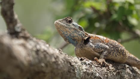 selective focus, blue throated agama tree lizard sits on sunny branch