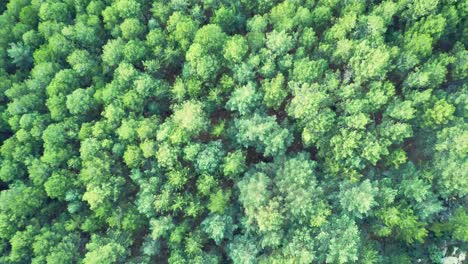 Bosque-De-Otoño-Con-árboles-Verdes