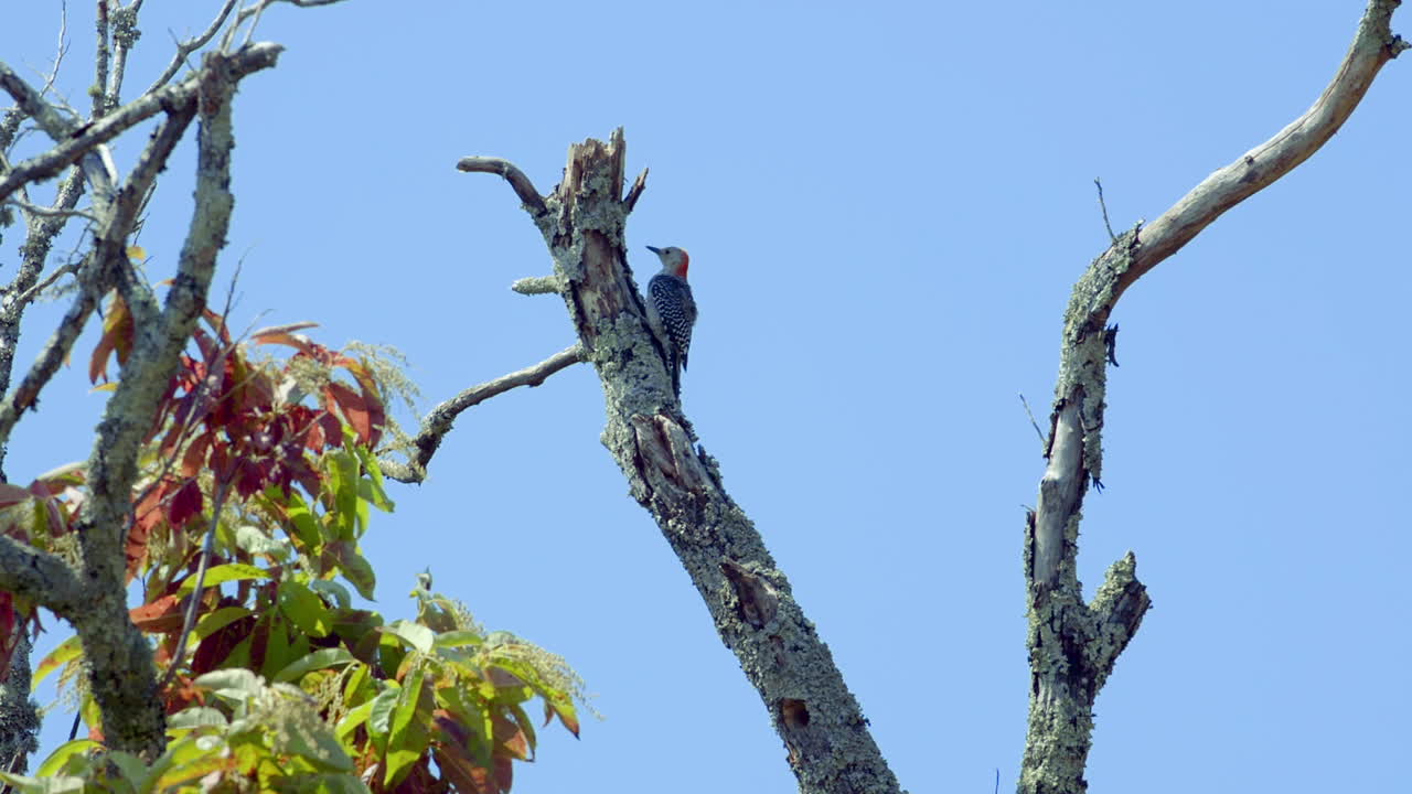 나무 줄기와 가지에 붉은 배 딱따구리