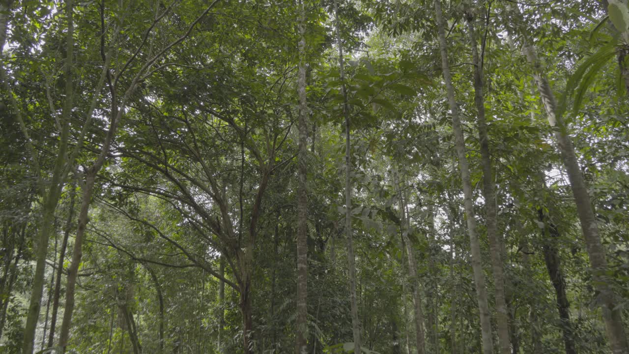 This End Of The Year Normaly November To December Is Fpr Local Fruits Like durian,Rambutan And Etc Its A local Delicacy Fruits For The Local