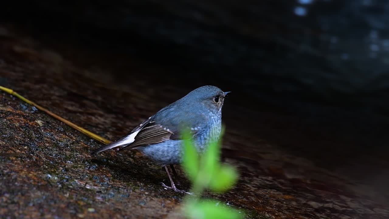 esta hembra de colirrojo plomizo no es tan colorida como el macho pero seguro que es tan esponjosa como una bola de un lindo pájaro