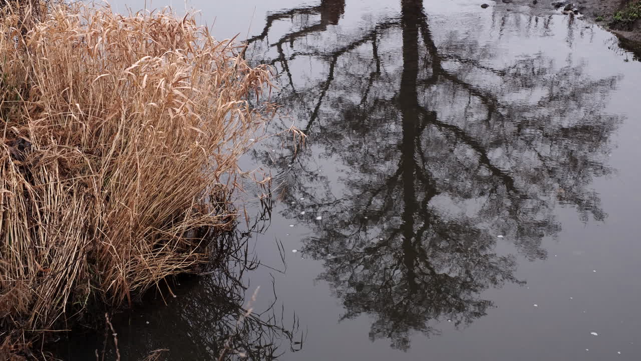 흐르는 얼음물 가장자리에 있는 겨울 강 갈대와 잎이 없는 나무, 워릭셔, 영국의 반사