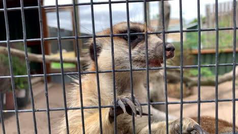 Primer-Plano-De-Una-Suricata-En-Una-Jaula