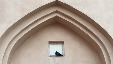 black pigeon is sitting on a edge of the wall in an arch structure of old house in doha qatar concept of brown traditional local material in architectural design art shaped creative pattern interior