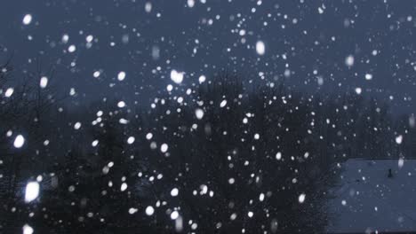 snow falling slowly on a dark january evening with snow covered rooftops and trees in the background