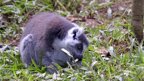 un lémur de cola anillada comiendo frutas mientras se sienta en la hierba verde - cerrar