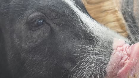 close-up of a pig's face