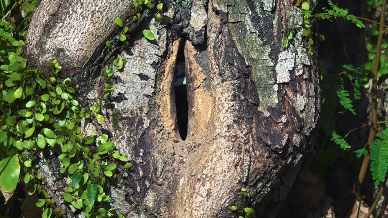 Adult Female Oriental Pied Hornbill Inside The Nest Hole On Tree Trunk. Close-up Shot