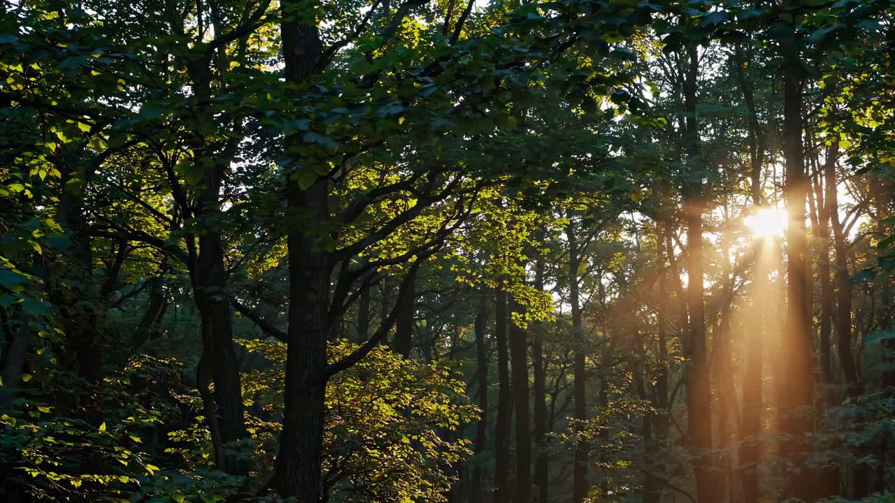 Sunlight filters through dense forest trees at eye level, creating a serene, natural ambiance