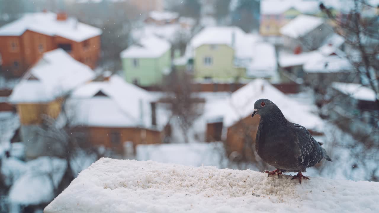 Pigeons on roof in winter on the urban background. Beautiful dove birds flying away from the snowy roof of the house outside.
