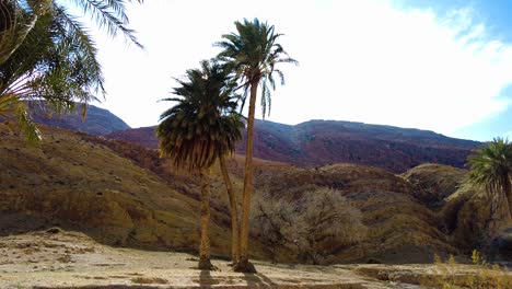 un cañón con un río entre montañas y palmeras