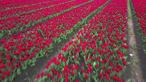 red and green tulip fields aerial view