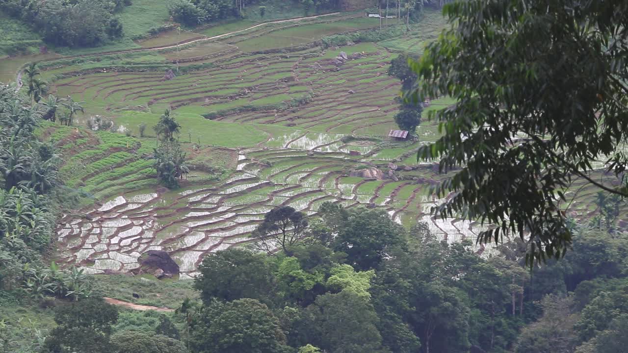 empanadas de arroz mojado en una exuberante escena de la jungla