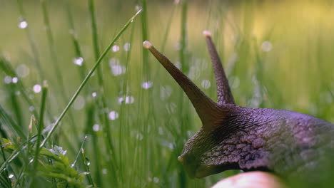 snail in grass with dew drops