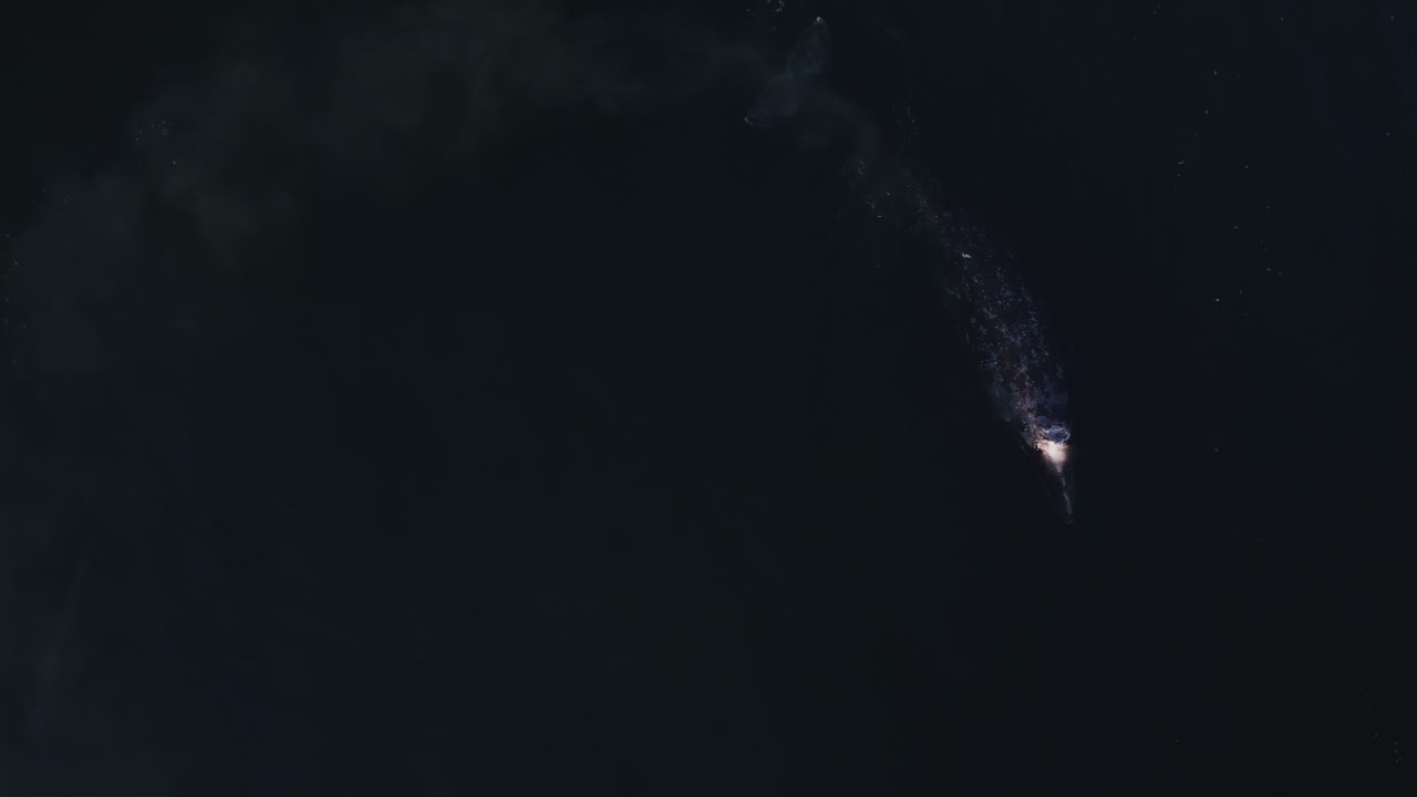 오리건 해안에서 태평양에서 먹이를 먹는 회색 고래, 위에서 아래로 볼 수 있습니다.