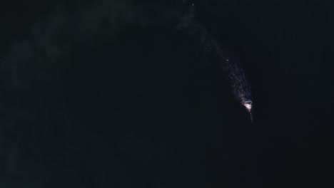 Gray-Whale-feeding-in-Pacific-Ocean-off-Oregon-Coast,-aerial-top-down-view