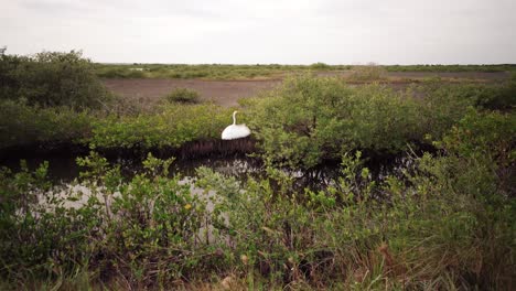 snowy egret in a florida everglades bird sanctuary