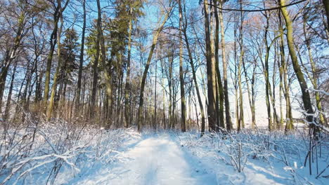 Slow-Aerial-Shot-Flying-Along-Snow-Covered-Winter-Woodland-Forest-Path-With-Blue-Skies-Seen-Through-Tree-Trunks