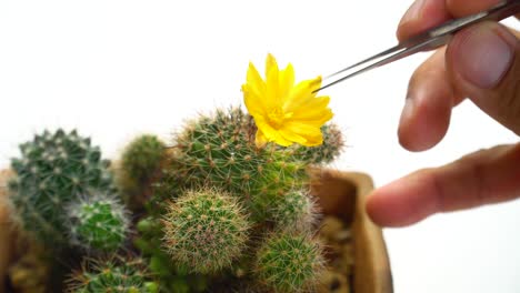 how to breeding cactus flowers on white background.