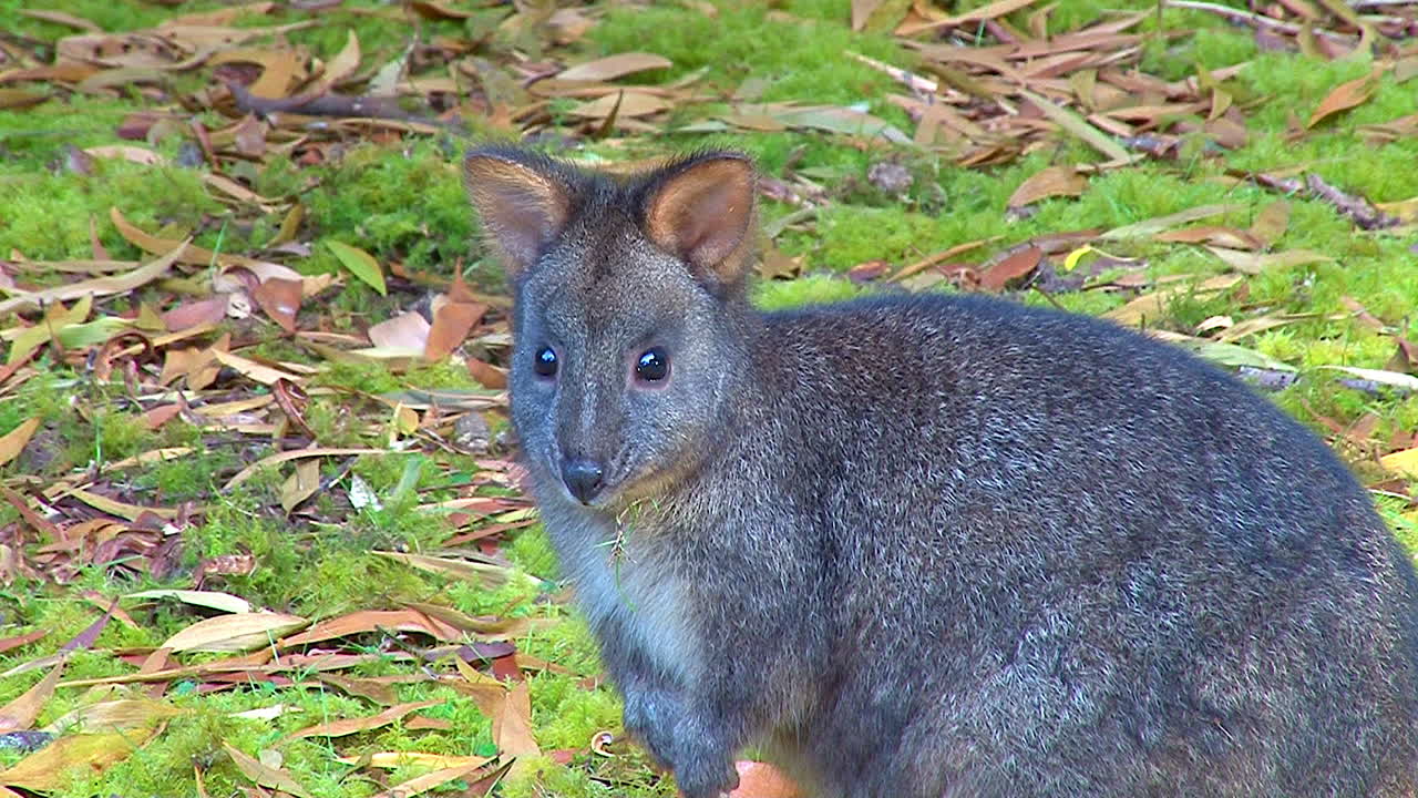 호주 패데멜론 작은 캥거루 또는 왈라비 같은 생물