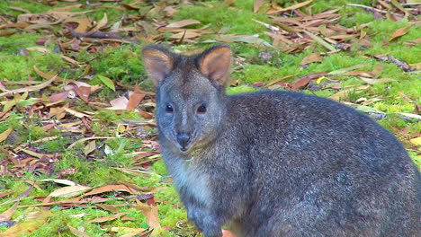 an australian pademelon a small kangaroo or wallaby like creature