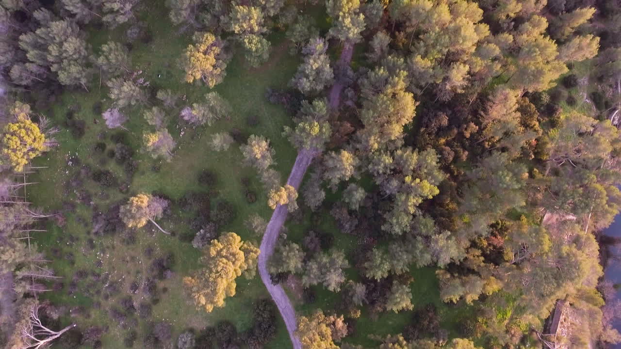 Aerial drone view of a path between pine trees during sunset. Montpellier river