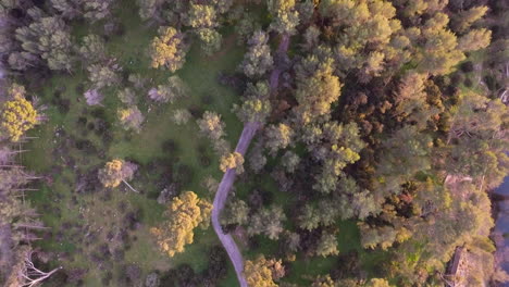 Vista-Aérea-De-Un-Camino-Entre-Pinos-Durante-La-Puesta-De-Sol.-Río-Montpellier