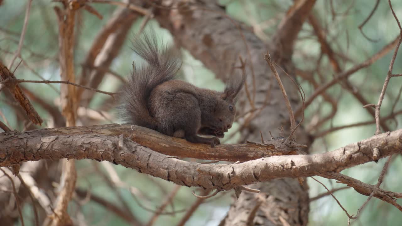 la ardilla gris euroasiática come la nuez en el entorno natural en una rama de pino, hermoso bokeh, primer plano, sciurus vulgaris