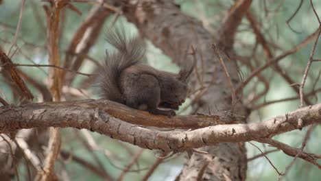 eurasian grey squirrel eats the nut in the natural environment on a pine tree branch, beautiful bokeh, close up, sciurus vulgaris