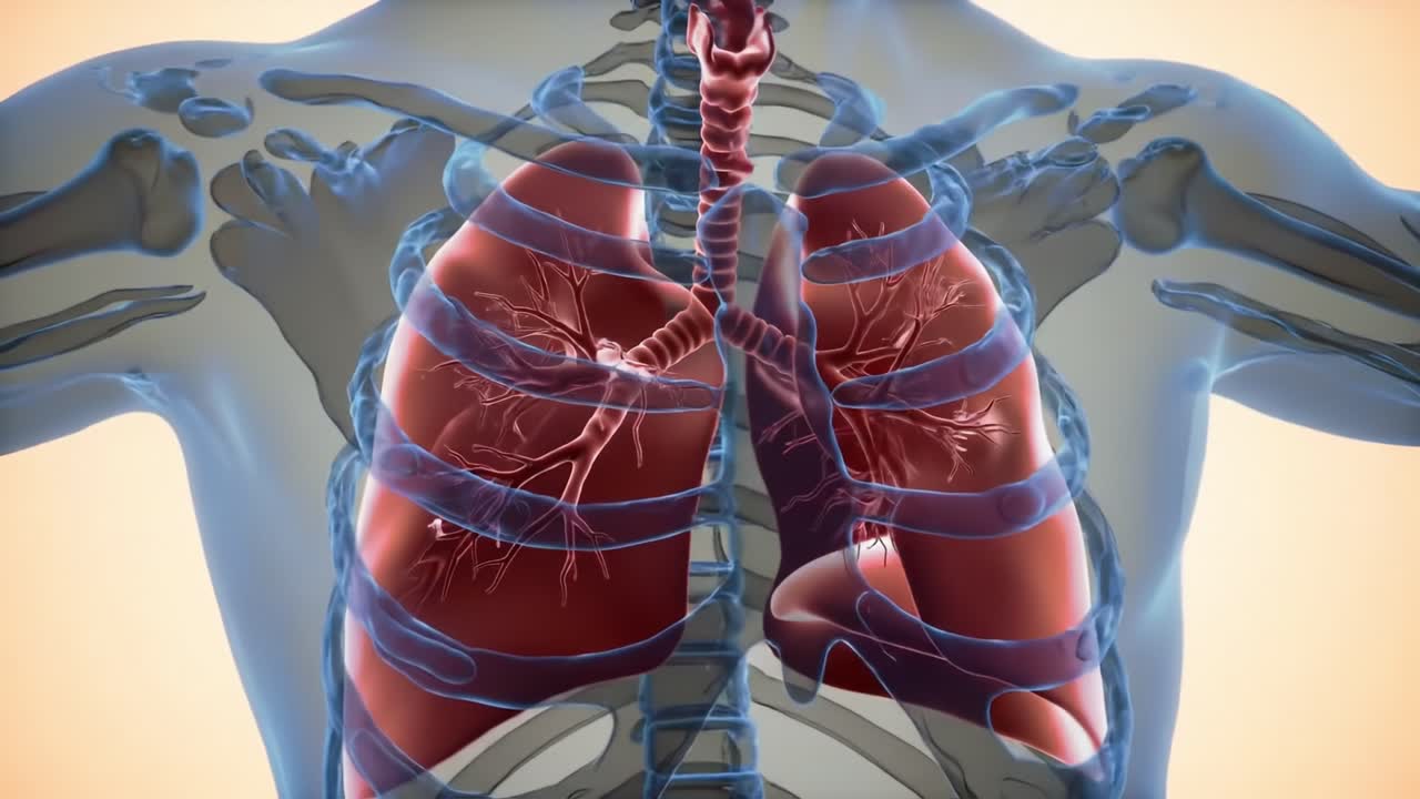 Anatomical Visualization of Human Lungs, Highlighting Detailed Bronchial Structure and Ribcage in a Semi-Transparent Body View Within a Medical Context