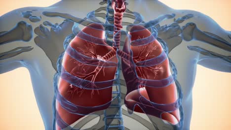 anatomical visualization of human lungs, highlighting detailed bronchial structure and ribcage in a semi-transparent body view within a medical context