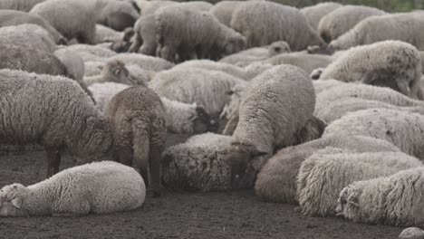 close up shot of chilling and sitting sheeps on ground during evening time