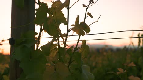 zooming in shot of sunset behind a vine, growing up a wooden pole at a vineyard during dusk in waipara, new zealand