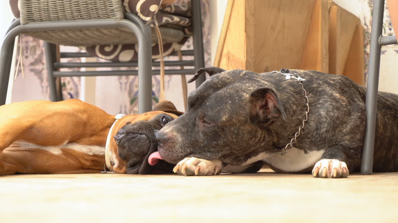 Two dogs relaxing indoors
