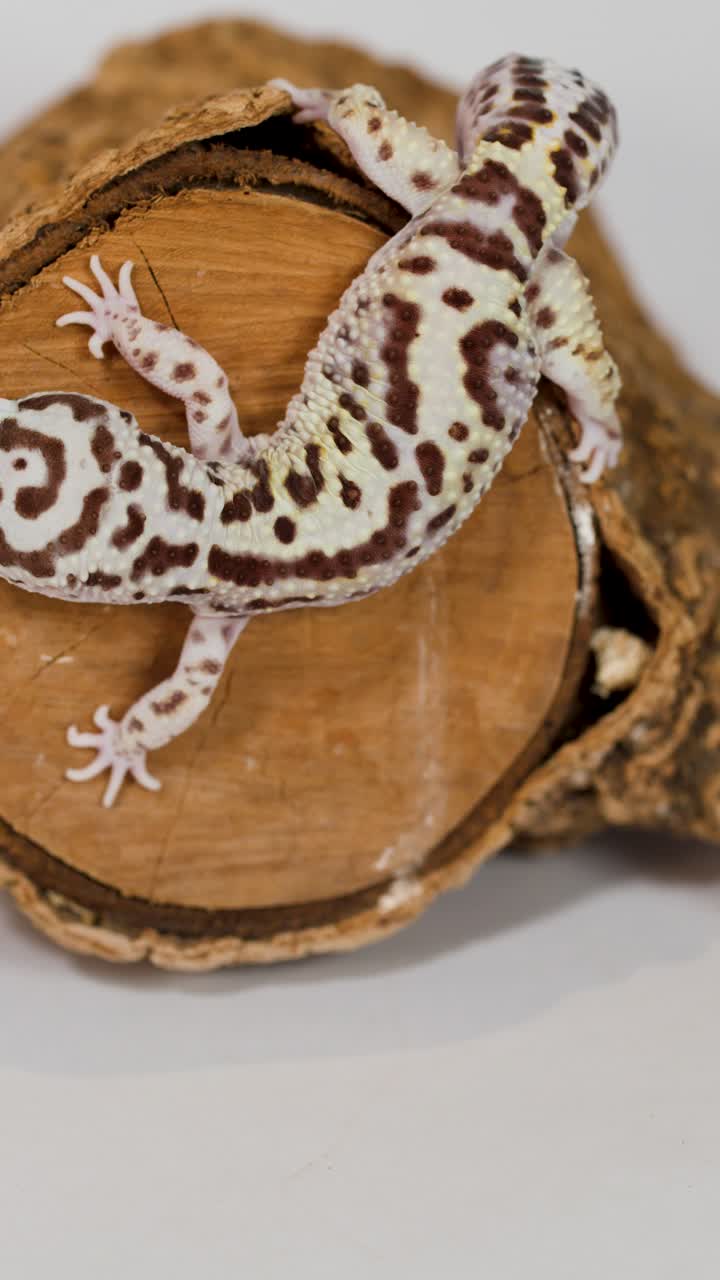 Un geco leopardo striscia su un tronco di legno sotto una luminosa illuminazione da studio su sfondo bianco.