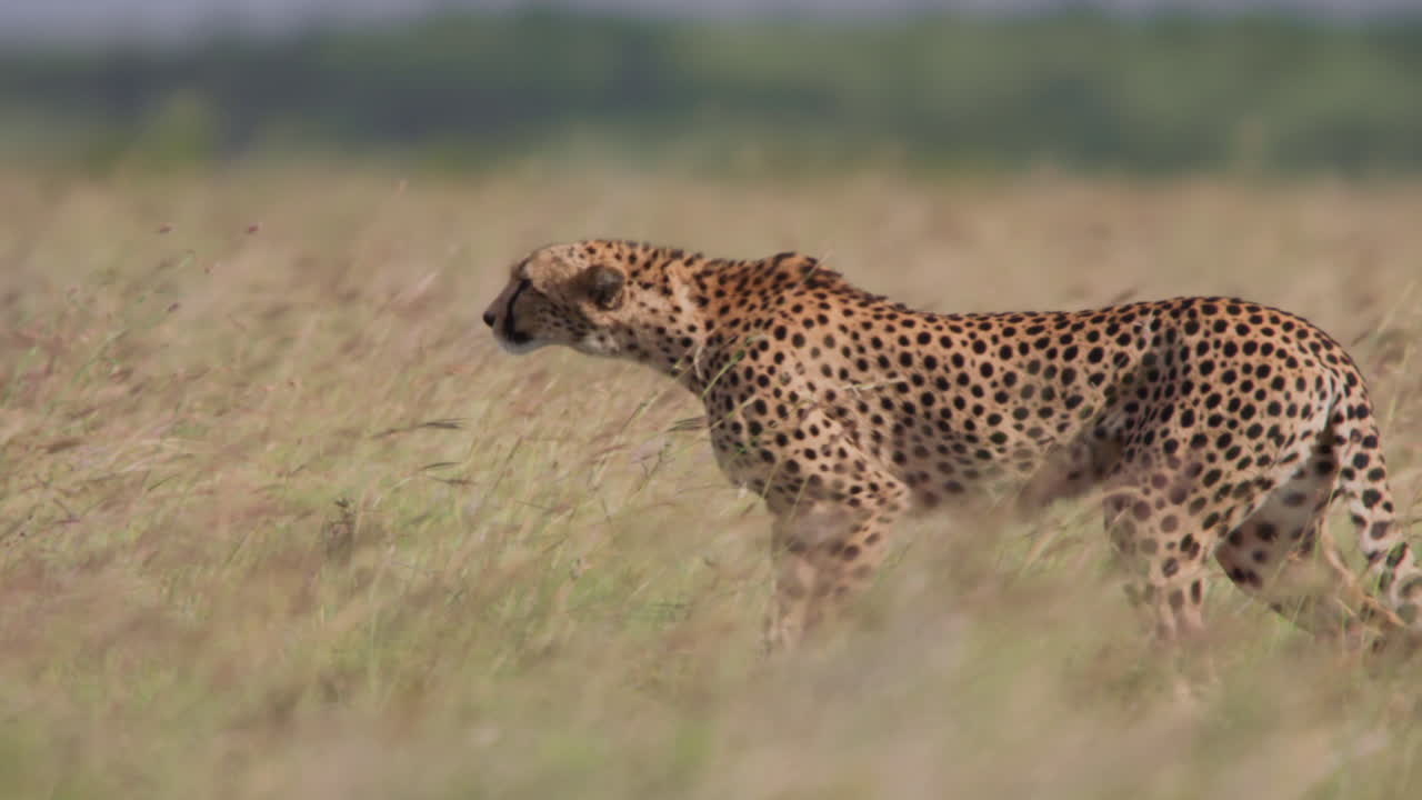 Geparden gehen durch hohes Gras in der afrikanischen Savanne