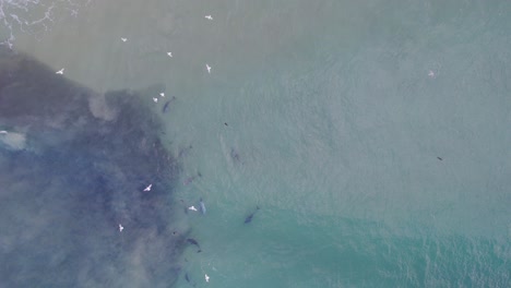 Delfines-Nariz-De-Botella-Cazando-Peces-En-La-Cabeza-Rota-NSW---Byron-Region---Australia