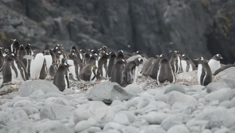 impresionante toma de la colonia de pingüinos con aves en el fondo