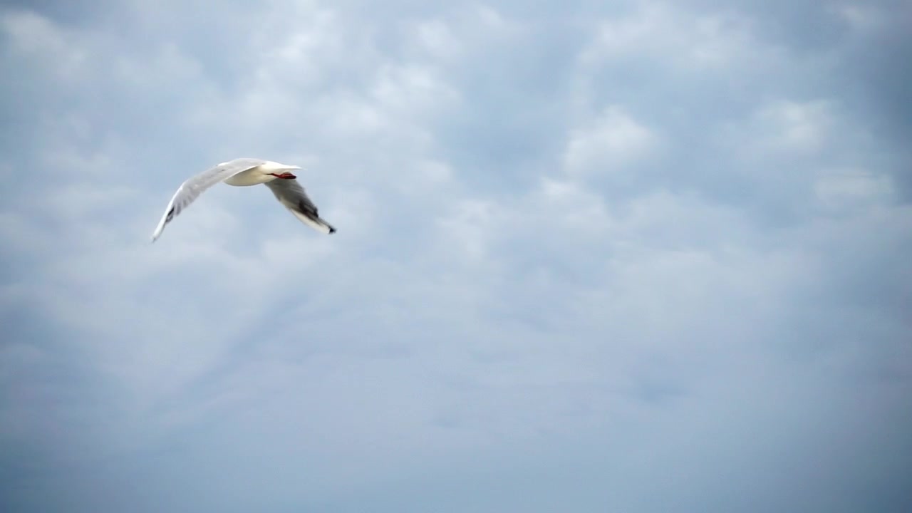 A seagull in the sky amid thunderstorm clouds over the sea. Slow motion.
