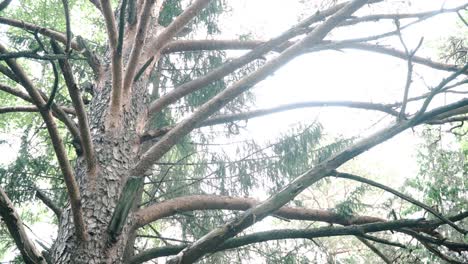 tree branches and trunk in daylight