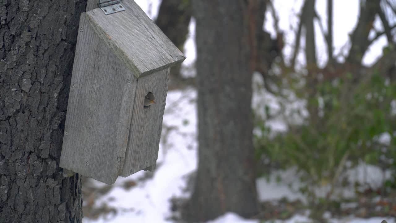 Head of a House Sparrow peaking out of the door of a wooden birdhouse while she is preparing a nesting site